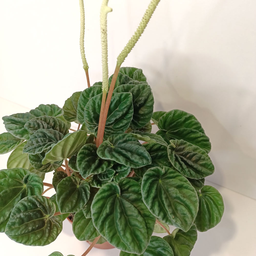 Peperomia caperata Lilian