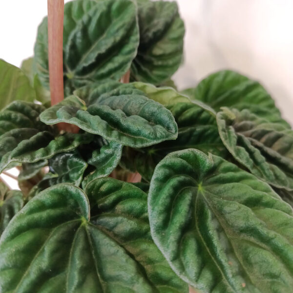 Peperomia caperata Lilian