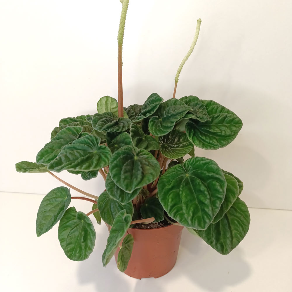 Peperomia caperata Lilian