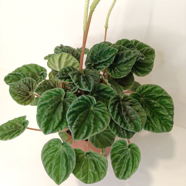 Peperomia caperata Lilian Peperomia caperata Lilian