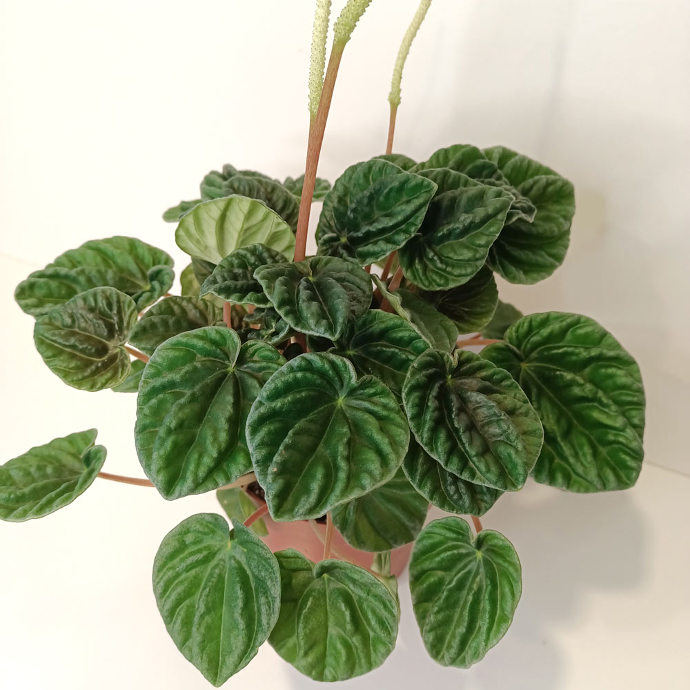 Peperomia caperata Lilian