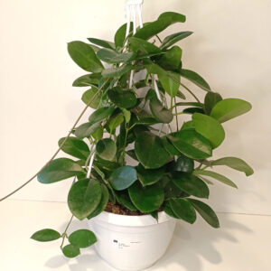 Hoya Australis