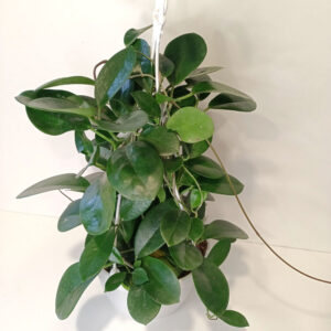 Hoya Australis