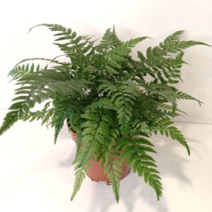 Paproć Wietlica Athyrium spicatum