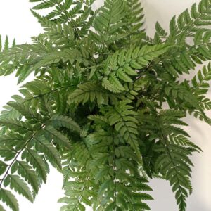 Paproć Wietlica Athyrium spicatum