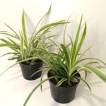 Chlorophytum Variegatum