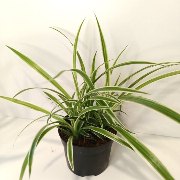 Chlorophytum Variegatum