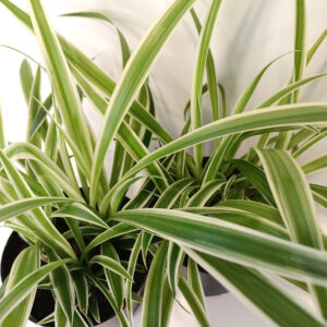 Chlorophytum Variegatum