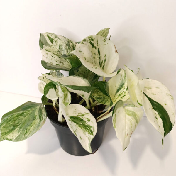 Epipremnum Happy Leaf