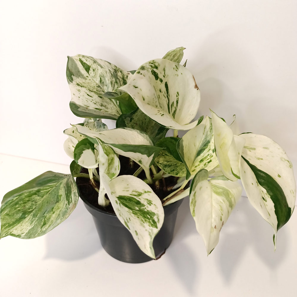 Epipremnum Happy Leaf