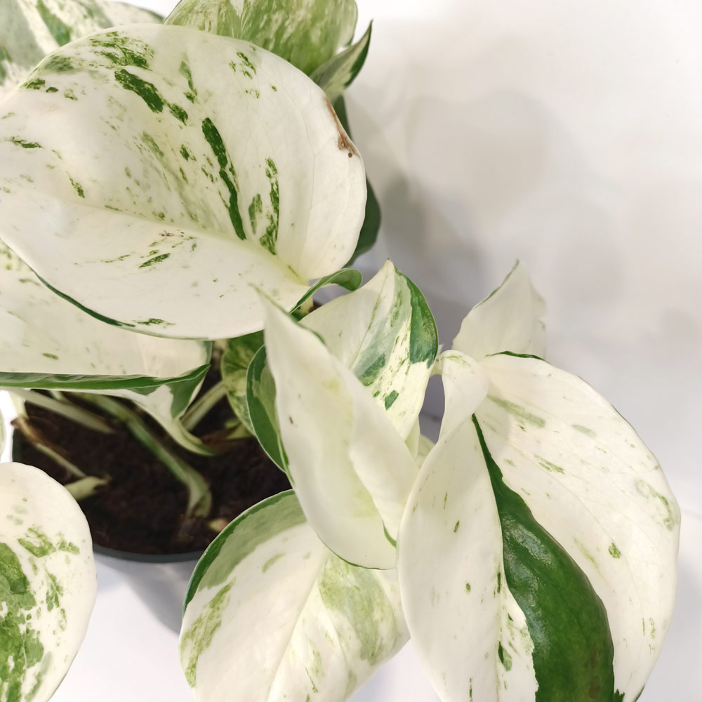 Epipremnum Happy Leaf