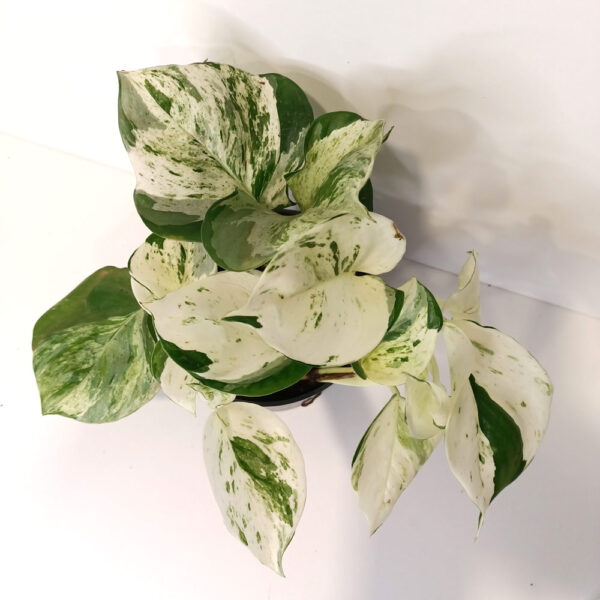 Epipremnum Happy Leaf