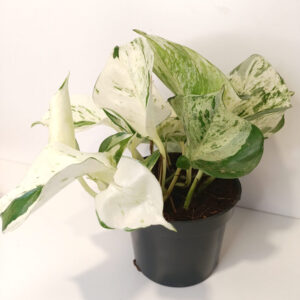 Epipremnum Happy Leaf