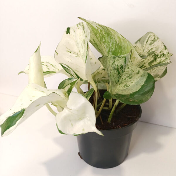 Epipremnum Happy Leaf