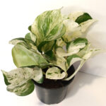 Epipremnum Happy Leaf