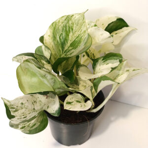 Epipremnum Happy Leaf