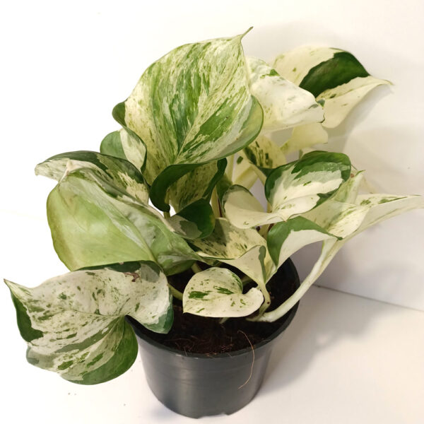 Epipremnum Happy Leaf