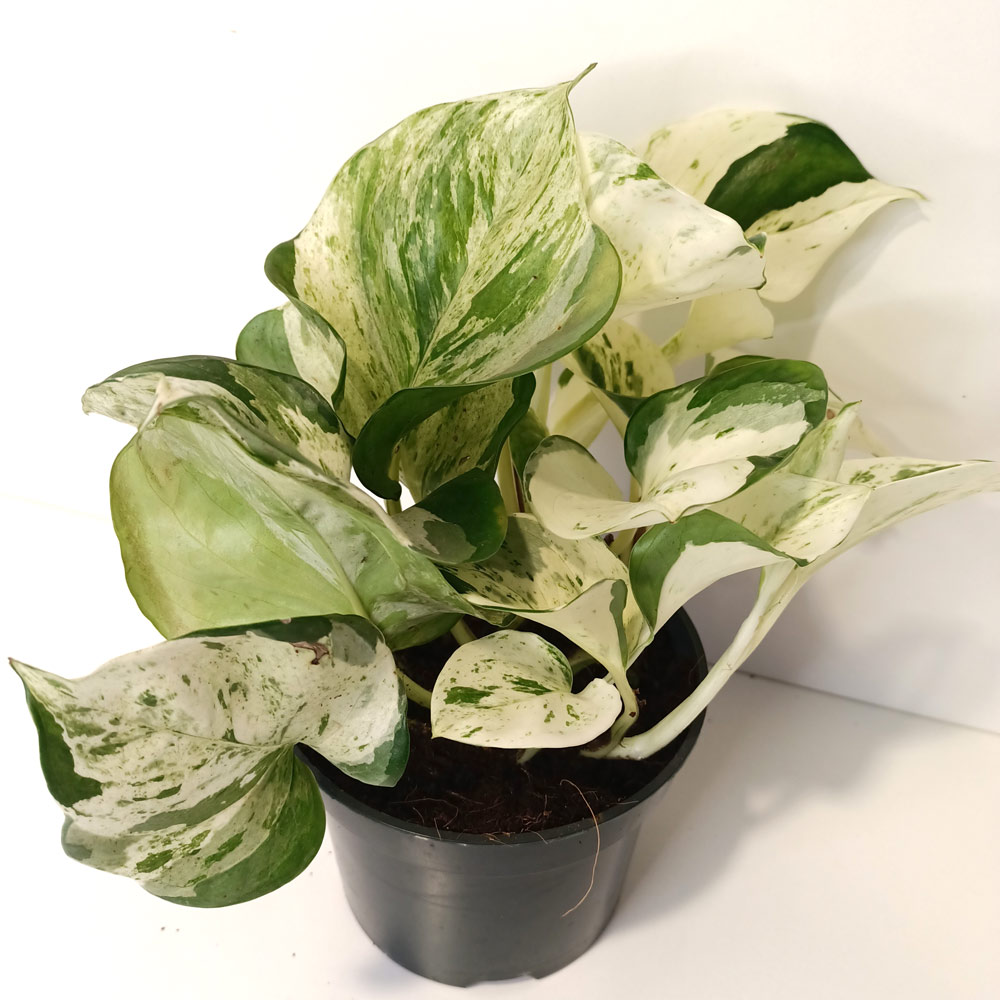 Epipremnum Happy Leaf