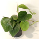 Filodendron scandens