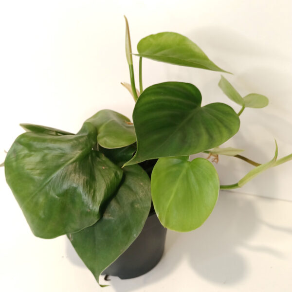 Filodendron scandens Filodendron scandens