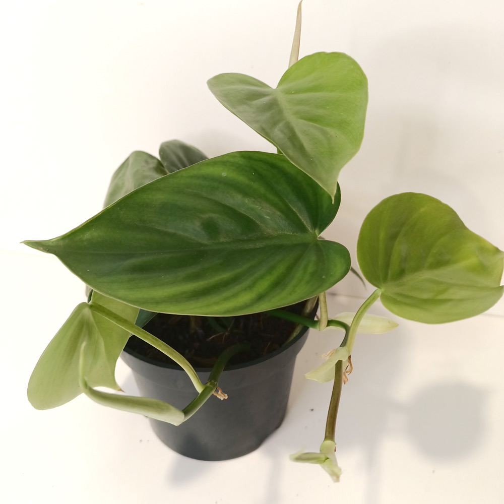 Filodendron scandens