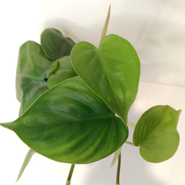 Filodendron scandens