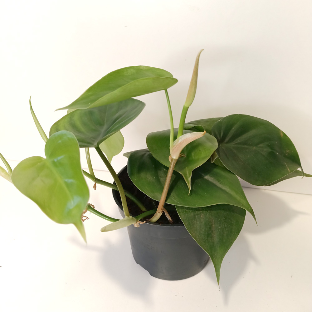 Filodendron scandens