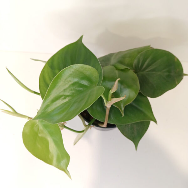 Filodendron scandens