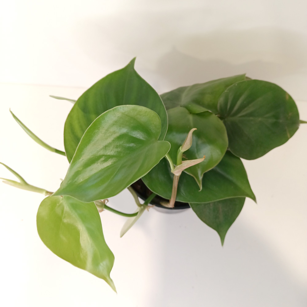 Filodendron scandens