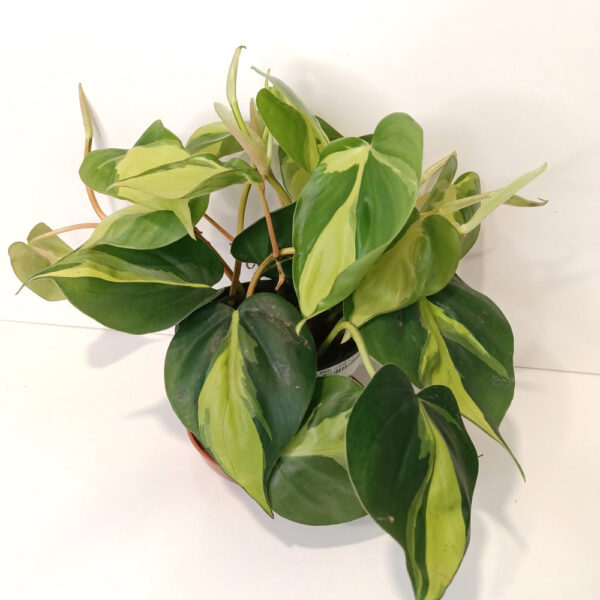 Filodendron pnący Brasil