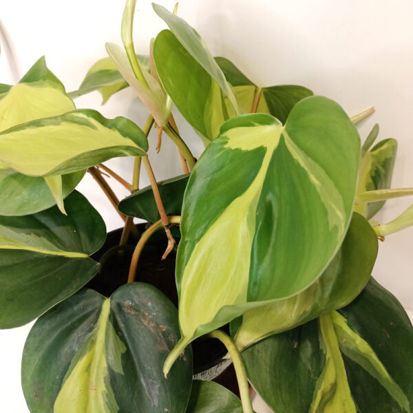 Filodendron pnący Brasil