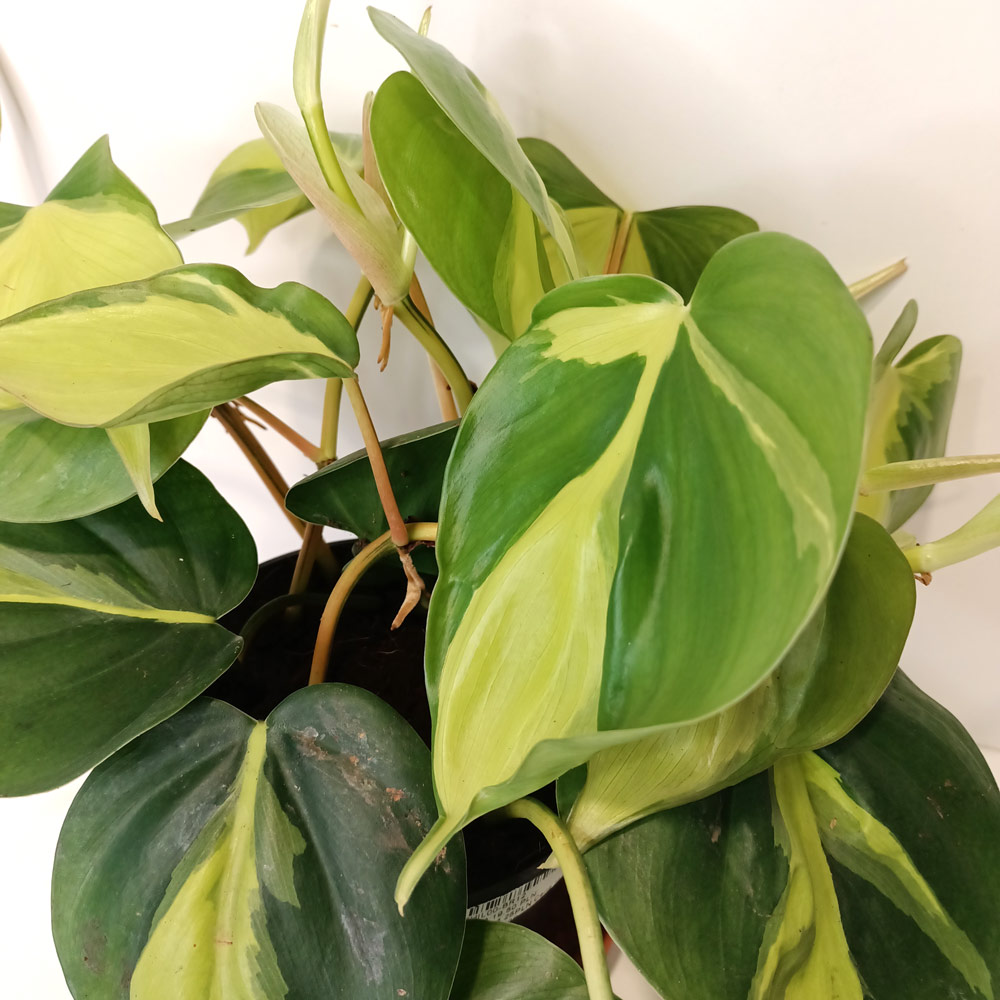 Filodendron pnący Brasil