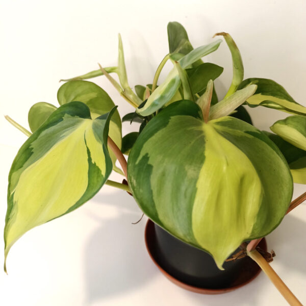 Filodendron pnący Brasil