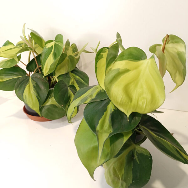 Filodendron pnący Brasil