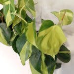 Filodendron pnący Brasil