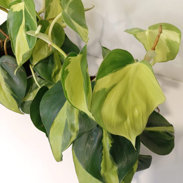 Filodendron pnący Brasil Filodendron pnący Brasil