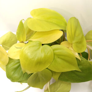 Filodendron scandens Lemon Lime