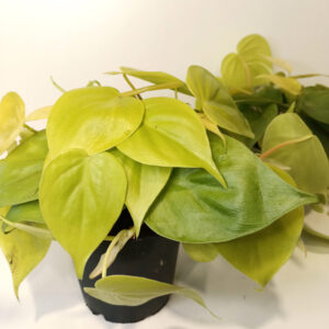 Filodendron scandens Lemon Lime