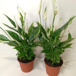 Skrzydłokwiat Spathiphyllum Chopin