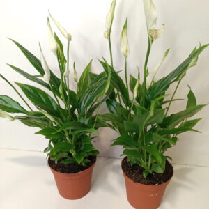 Skrzydłokwiat Spathiphyllum Chopin