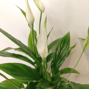 Skrzydłokwiat Spathiphyllum Chopin