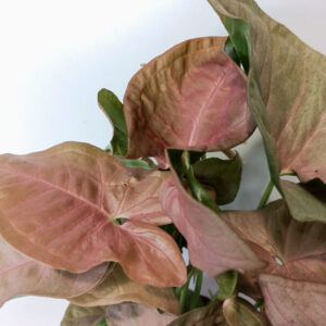 Syngonium Pink Arrow