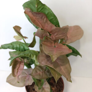 Syngonium Pink Arrow
