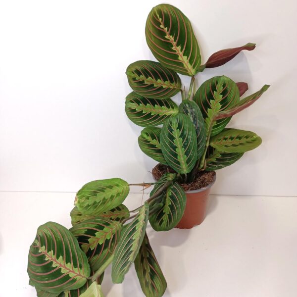 Maranta Fascinator Tricolor