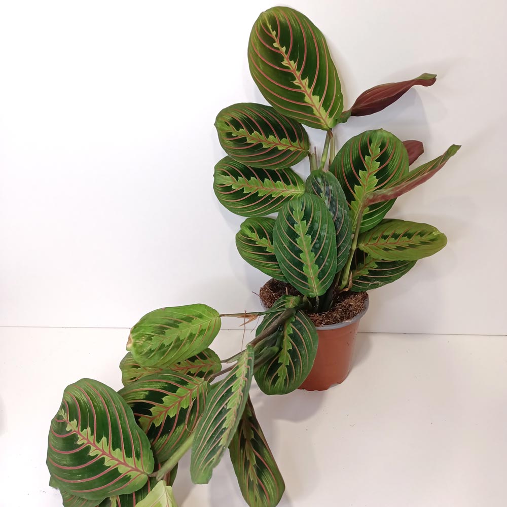 Maranta Fascinator Tricolor