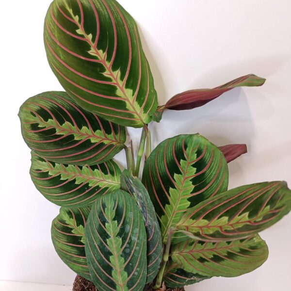 Maranta Fascinator Tricolor