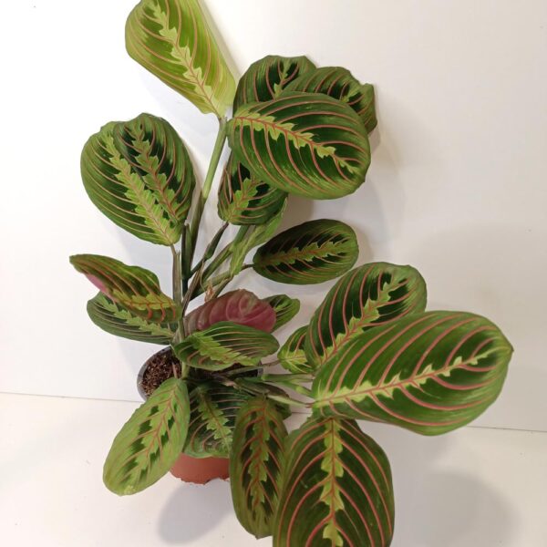 Maranta Fascinator Tricolor