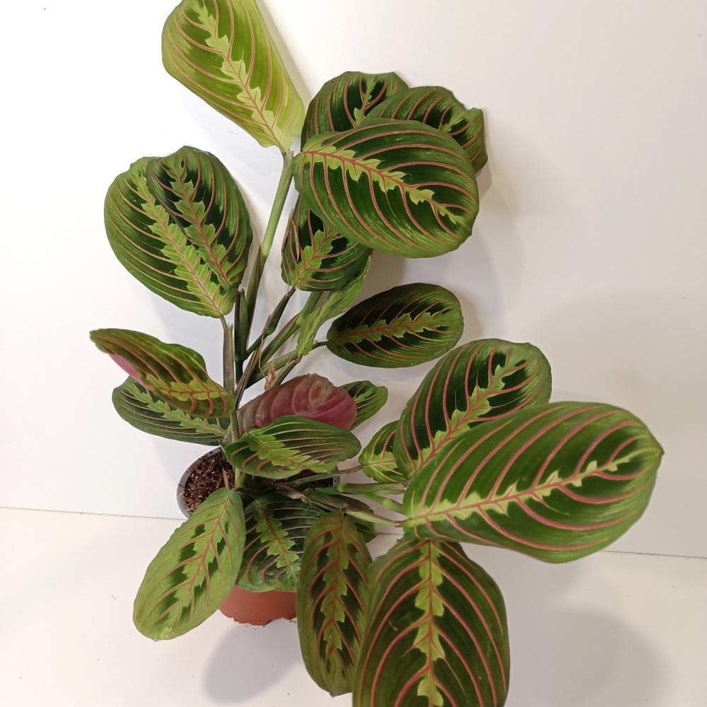 Maranta Fascinator Tricolor