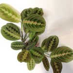 Maranta Fascinator Tricolor