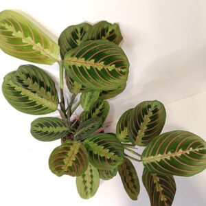 Maranta Fascinator Tricolor